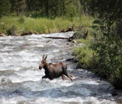 MontanaMoose2013 005